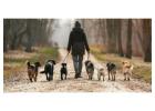 Dog Walkers in Chennai