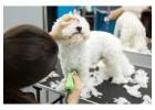 Dog Grooming in Bangalore