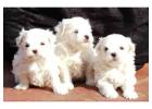 Best Place to Buy Maltese in Hyderabad