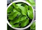  Palak Patta Spinach Leaves Benefits Recipes