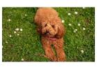KCI Labradoodle Puppies for Sale