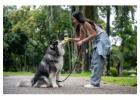 Dog Training in Chennai