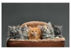 Persian Kittens for Sale Near Me – Khan Kittens