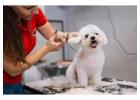 Dog Grooming in Chennai