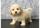 Best Place to Buy Maltipoo in Hyderabad