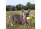 Quality Frenchies for Sale in Ohio From Local Breeders