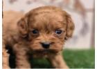 KCI Cockapoo Puppies for Sale in Hyderabad
