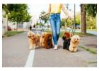 Dog Walkers in Hyderabad