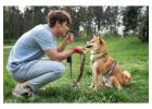 Dog Training in Mumbai
