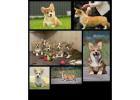 Top Quality Corgi Puppies for Sale in Illinois – Champion Bloodlines!