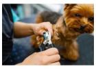 Dog Grooming in Mumbai