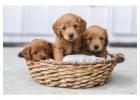 KCI Goldendoodle Puppies for Sale