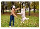 Dog Training in Pune