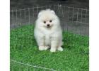 Trusted Local Pomeranian Breeders Washington for Healthy Dogs