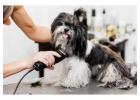 Dog Grooming in Kolkata