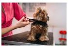 Dog Grooming in Ahmedabad
