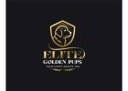 Golden Retriever Pups in Brooklyn - Elite Golden Pups