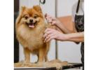 Trusted Dog Grooming Services in South Tampa