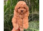 KCI Poodle Puppies for Sale