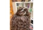 Professional Hair Extensions Services for Natural, Fuller Hair Results
