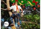 Residential dead tree removal service | Allday Tree Services