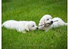 Golden Retriever Puppies Indiana: Healthy, Family-Raised Companions with Exceptional Temperaments