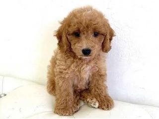 Cavapoo Puppies Price