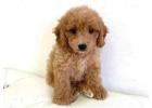 Cavapoo Puppies Price