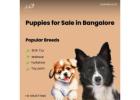 Puppies for Sale in Bangalore – Ethical & Healthy Breeds at Aubree.in 