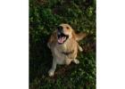 Golden Retriever Puppies Near Nashville: Local Access To Loving, Well-Bred Puppies