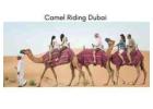 Best Camel Safari Dubai Experience to Try in 2026