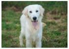 Golden Retriever Indiana: Healthy and Affectionate Dog Breed