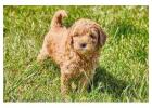 KCI Goldendoodle Puppies Available for Sale