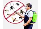 Best Pest Control Services in Jaipur with Guaranteed Safety | Usspestcon Services Pvt Ltd