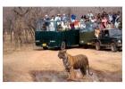 Book Ranthambore Safari Online at Best Prices | Ranthambhore National Park