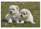 KCI Maltese Puppies Available for Sale