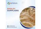 Premium Barley – High-Quality Grain for Global Trade & Bulk Supply