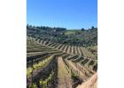 Exclusive Private Wine Tours in Porto
