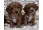 KCI Cavapoo Puppies Available for Sale in Chennai