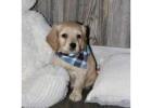 Find the Healthy & Adorable Mini Golden Retriever Puppies Available