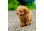 KCI Cockapoo Puppies Available for Sale