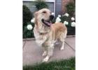 Golden Retriever Puppy Tennessee : Your Trusted Source For Loving Puppies