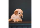 English Cream Golden Retrievers Indiana : Best In Dog Breed
