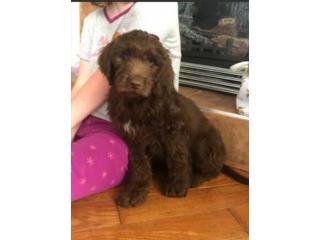 KCI Labradoodle Puppies Available for Sale