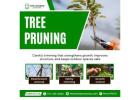 Tree Pruning in Round Rock