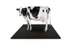 Buy Online Cow Mats at the Best Price | Gravolite