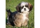 Adorable shihtzu puppy for sale 
