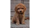 KCI Goldendoodle Puppies Available for Sale