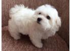 KCI Maltese Puppies Available for Sale