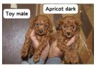 KCI Poodle Puppies Available for Sale